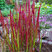 Imperata 'Red Baron' - imperáta