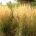 Calamagrostis 'Karl Foerster' - smlz