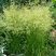 Deschampsia  'Goldschleier' - metlica