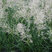 Deschampsia 'Palava' - metlica