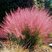 Muhlenbergia capillaris - texaská tráva