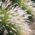 Pennisetum 'Hameln' - perovec