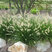Pennisetum 'Little Bunny' - perovec