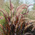 Pennisetum 'Rubrum' - perovec K2L