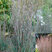 Schizachyrium 'Standing Ovation'