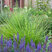 Sesleria autumnalis - ostrevka