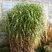 Miscanthus gigantheus - ozdobnica