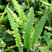 Asplenium 'Angustifolia' - jelení jazyk