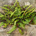 Asplenium trichomanes - slezinník