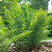 Athyrium filix-femina - papraďka