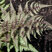 Athyrium 'Red Beauty' - papraďka