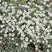 Cerastium 'Silberteppich' - rožec