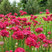 Armeria 'Ballerina RED' - trávnička