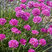 Armeria 'Düsseldorfer Stolz' - trávnička