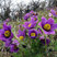Pulsatilla 'Pulsar Violet Shades' - poniklec