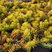 Sedum 'Angelina' - rozchodník