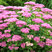 Sedum 'Brillant' - rozchodník