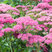 Sedum 'Carl' - rozchodník