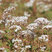 Sedum 'Coral Carpet' - rozchodník