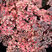 Sedum 'Globe Pink' - rozchodník