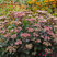 Sedum 'Matrona' - rozchodník