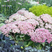 Sedum 'Seduction La Vie en Rose' - rozchodník K1,5L