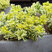 Sedum t. 'Atlantis' - rozchodník