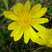  Adonis vernalis - hlaváčik jarný