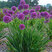 Allium 'Lavender Bubbles' - cesnak