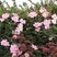 Anemone 'Serenade' - veternica