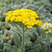 Achillea 'Aurea' - rebríček 