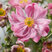 Anemone 'Fantasy Belle' - veternica