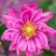 Anemone 'Rosy Red' - veternica