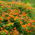 Asclepias tuberosa - glejovka