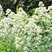 Centranthus ruber 'Albus' - centrant