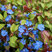Ceratostigma plumbaginoides - rohoblizník