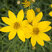 Coreopsis 'Zagreb' - kráska