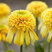 Echinacea 'Lemon Drop' - echinácea