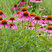 Echinacea 'Magnus' - echinácea