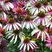 Echinacea 'Pretty Parasols' - echinácea