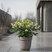 Helleborus 'Winter Moonbeam' - čemerica K1L