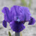 Iris p. 'Truly' - kosatec