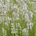 Lavandula 'Rosea' - levanduľa