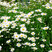 Leucanthemum 'Maikönigin' - margarétka
