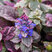 Ajuga 'Burgundy Glow' - zbehovec