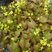 Epimedium 'Frohnleiten' - krpčiarka