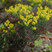 Euphorbia 'Fens Ruby' - mliečnik