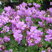 Geranium 'Cambridge' - pakost