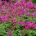 Geranium macrorrhizum - pakost