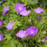 Geranium sanguineum - pakost